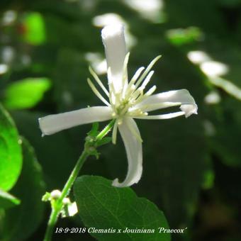 Clematis x  Jouiniana 'Praecox'