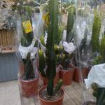 Euphorbia ingens - Cowboycactus
