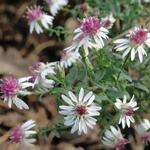 Aster lateriflorus - Aster