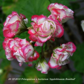 Pelargonium x hortorum 'Appleblossom Rosebud'