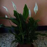 Spathiphyllum 'Pearl Cupido' - Lepelplant