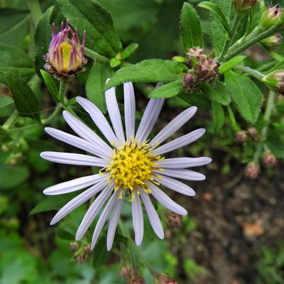 Aster - Aster ageratoides 'Asran'
