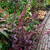 Atriplex hortensis var. rubra