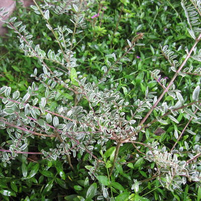 Dwergmispel, bontbladbladige dwergmispel - Cotoneaster atropurpureus 'Variegatus'