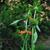 Leonotis leonurus