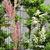 Rheum palmatum 'Atrosanguineum'