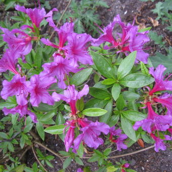 Rhododendron 'Lilac Time'