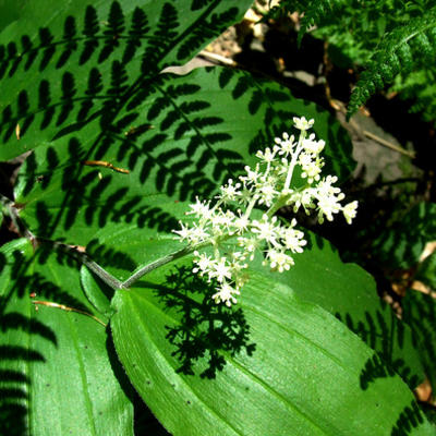 Valse salomonszegel - Maianthemum racemosum  