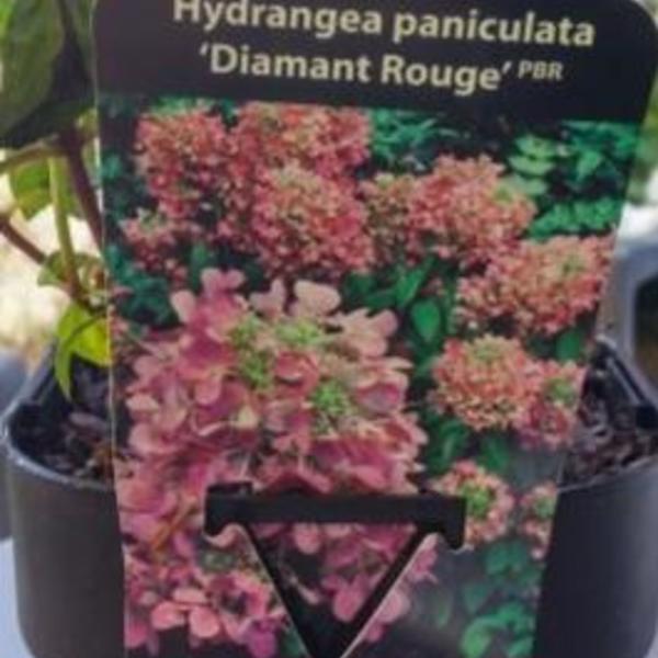 Pluimhortensia - Hydrangea paniculata 'Diamant Rouge'