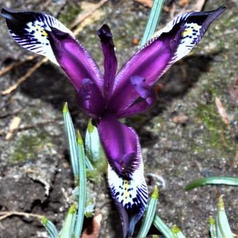 Iris reticulata 'Spot On'