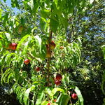 Prunus persica var nucipersica 'Madame Blanchet' - Nectarineboom