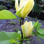 Magnolia x brooklynensis 'Yellow Bird' - Beverboom