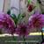 Helleborus x hybridus 'SPRING PROMISE Lily'