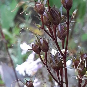 Penstemon digitalis 'Joke'