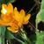 Crocus olivieri subsp. balansae 'Orange Monarch'