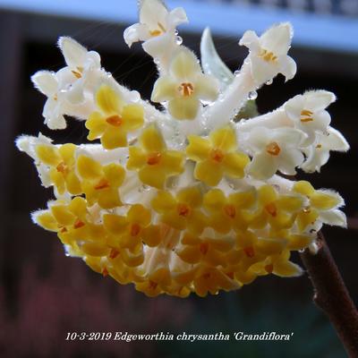 Edgeworthia chrysantha 'Grandiflora' - Papierstruik