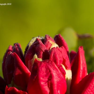 Rododendron - Rhododendron ‘Scarlet Wonder’ 