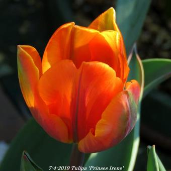 Tulipa 'Prinses Irene'