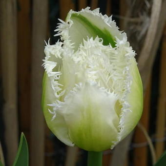 Tulipa 'Fringed mix'
