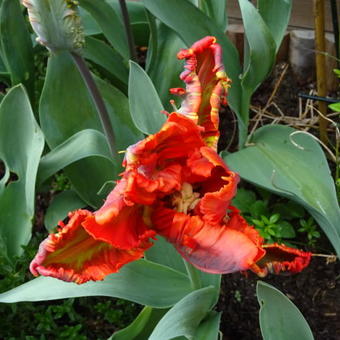 Tulipa 'Blumex'