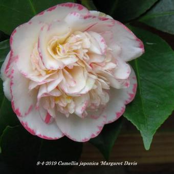 Camellia japonica 'Margaret Davis'