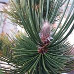 Pinus heldreichii 'Satellit' - Slangenhuidden