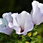 Alyogyne huegelii - Blauwe Australische hibiscus, Valse hibiscus
