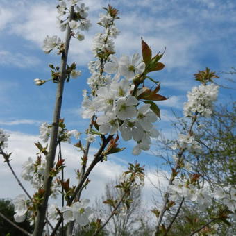 Prunus avium 'Bigarreau Blanc et Rose'