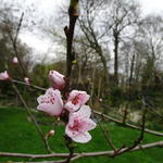 Prunus persica 'Peregrine' - Perzikboom