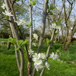 Prunus domestica ´Belle de Louvain´ - Pruimelaar