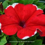 Petunia 'MADNESS Red Picotee' - Petunia
