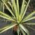 Yucca flaccida 'Golden Sword'