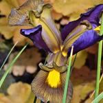 Iris x hollandica - Hollandse boliris