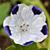 Nemophila maculata 'Five Spot'