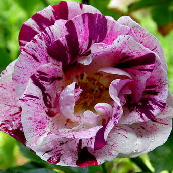 Rosa 'Purple Splash'