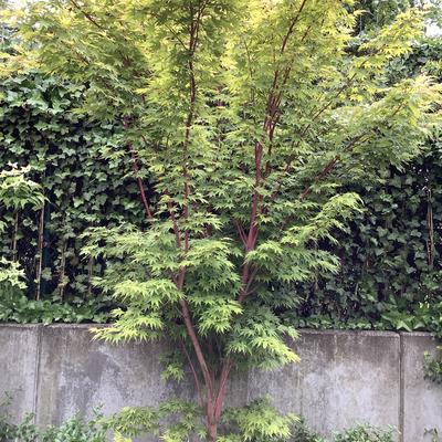 Japanse esdoorn 'Sangokaku' - Acer palmatum 'Sangokaku'