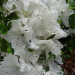 Rhododendron 'Mary Helen'  - Rododendron, Japanse azalea