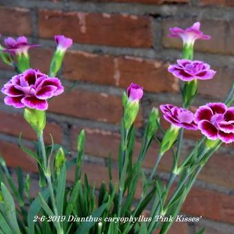 Dianthus caryophyllus 'Pink Kisses'
