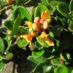 Lonicera crassifolia 'Little Honey' - Dwergkamperfoelie