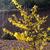 Forsythia x intermedia 'Goldrausch'