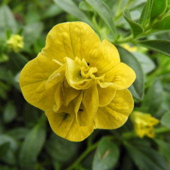 Calibrachoa hybrida 'CALITA Double Yellow'