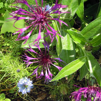 Blauwe strobloem - Centaurea montana 'Amethyst Dream'