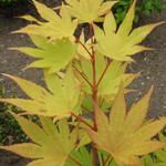 Acer shirasawanum 'Jordan' - Japanse esdoorn