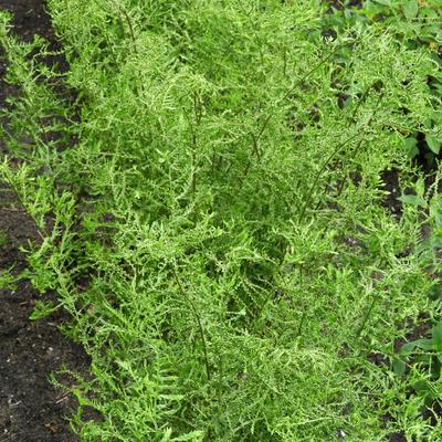 Schildvaren, mannetjesvaren - Dryopteris filix-mas 'Linearis Polydactyla