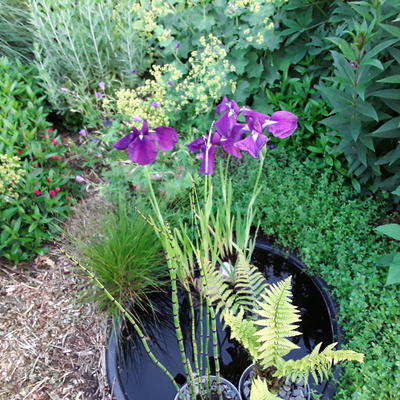 Iris ensata 'Variegata' - Japanse iris