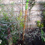 Salix purpurea 'Nana' - Bitterwilg, Purperwilg - Salix purpurea 'Nana'