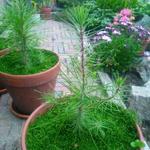 Pinus pinaster - Zeeden
