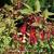 Fuchsia magellanica var. gracilis 'Versicolor'