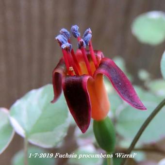 Fuchsia procumbens 'Wirral'