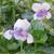 Viola hederacea
